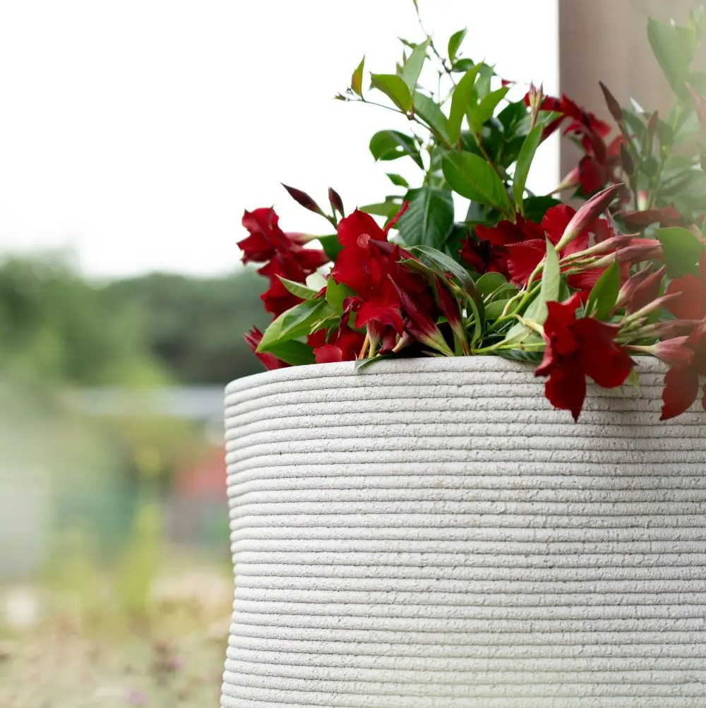 DrieDay second export-37.webp